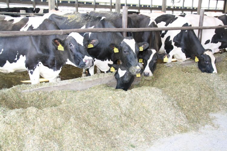 Diary cows.jpg